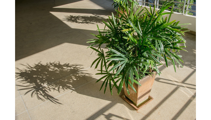Rhapis Palm Plant Care | House Plants Flowers