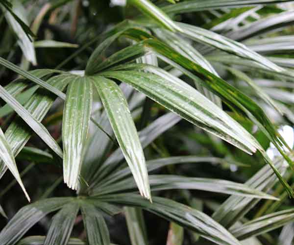 Plant Care Rhapis Palm Plant | Common House Plants