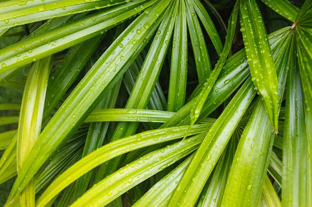 Care of Rhapis Palm Plant | House Plant Care