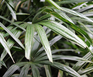 Plant Pictures | Rhapis Excelsa Palm Plant Picture
