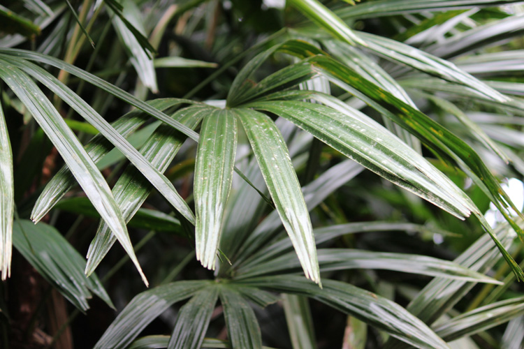 Image of Rhapis Excelsa Palm Plant | Images Flowers Plants