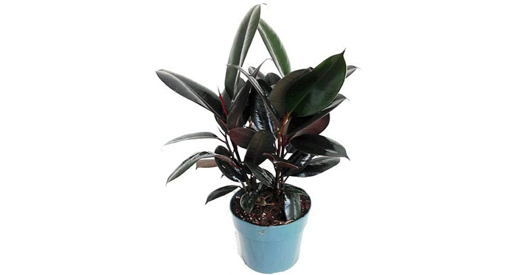 Live Rubber Plant, Ficus elastica, in 6 Inch Grow Pot