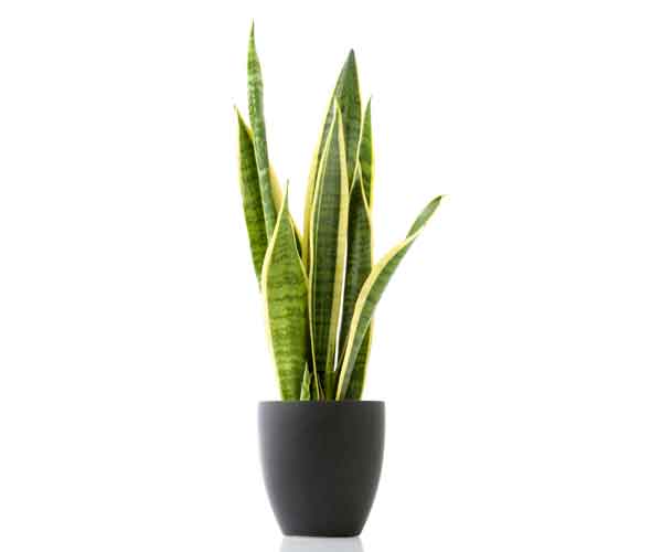 Common House Plants | Mother In Law Tongue Houseplant Care