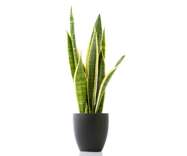 Best Indoor Plants | Sansevieria House Plant