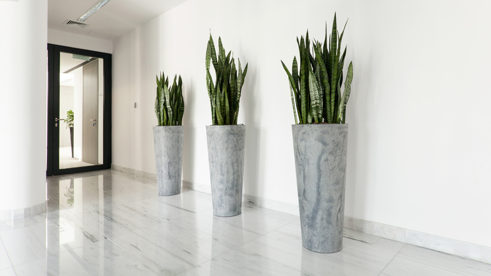 Interior Office Plant Care | Charlotte NC Interior Landscape