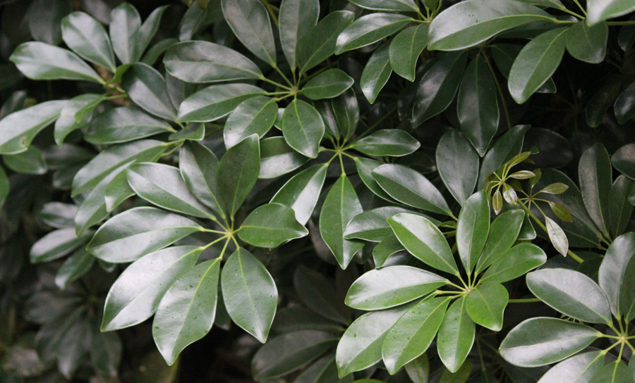 Schefflera Plants | House Plants Flowers