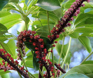 Plant Pictures | Schefflera Plant Flowering