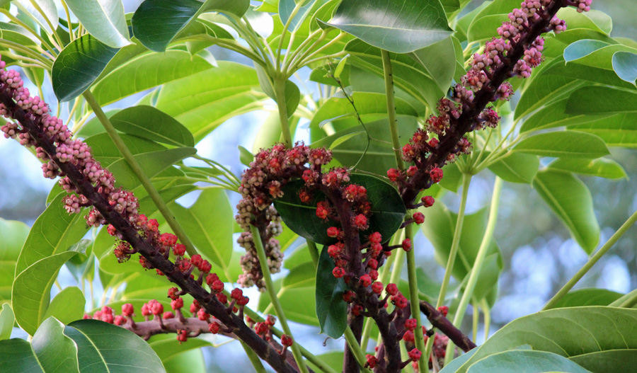 Picture of Schefflera Plant Flowering