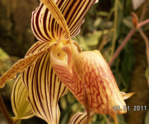 Pictures of Orchids | Striped Slipper Orchid Flower