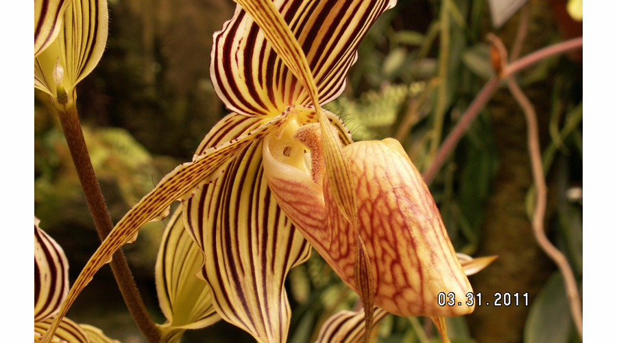 Image Striped Orchid Flower | Plant Flower Images