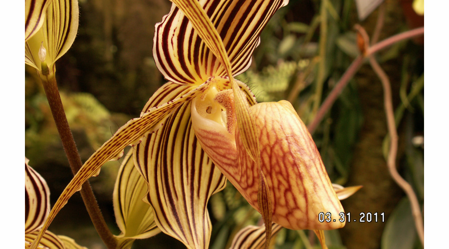 Image Slipper Orchid Close Up | Plant Flower Images