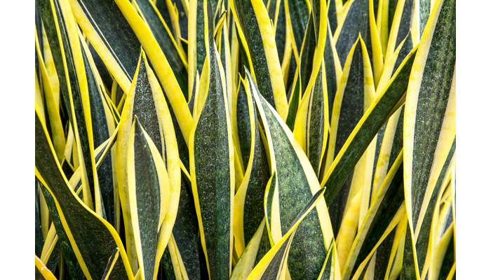 Sansevieria Plant Care | House Plants Flowers