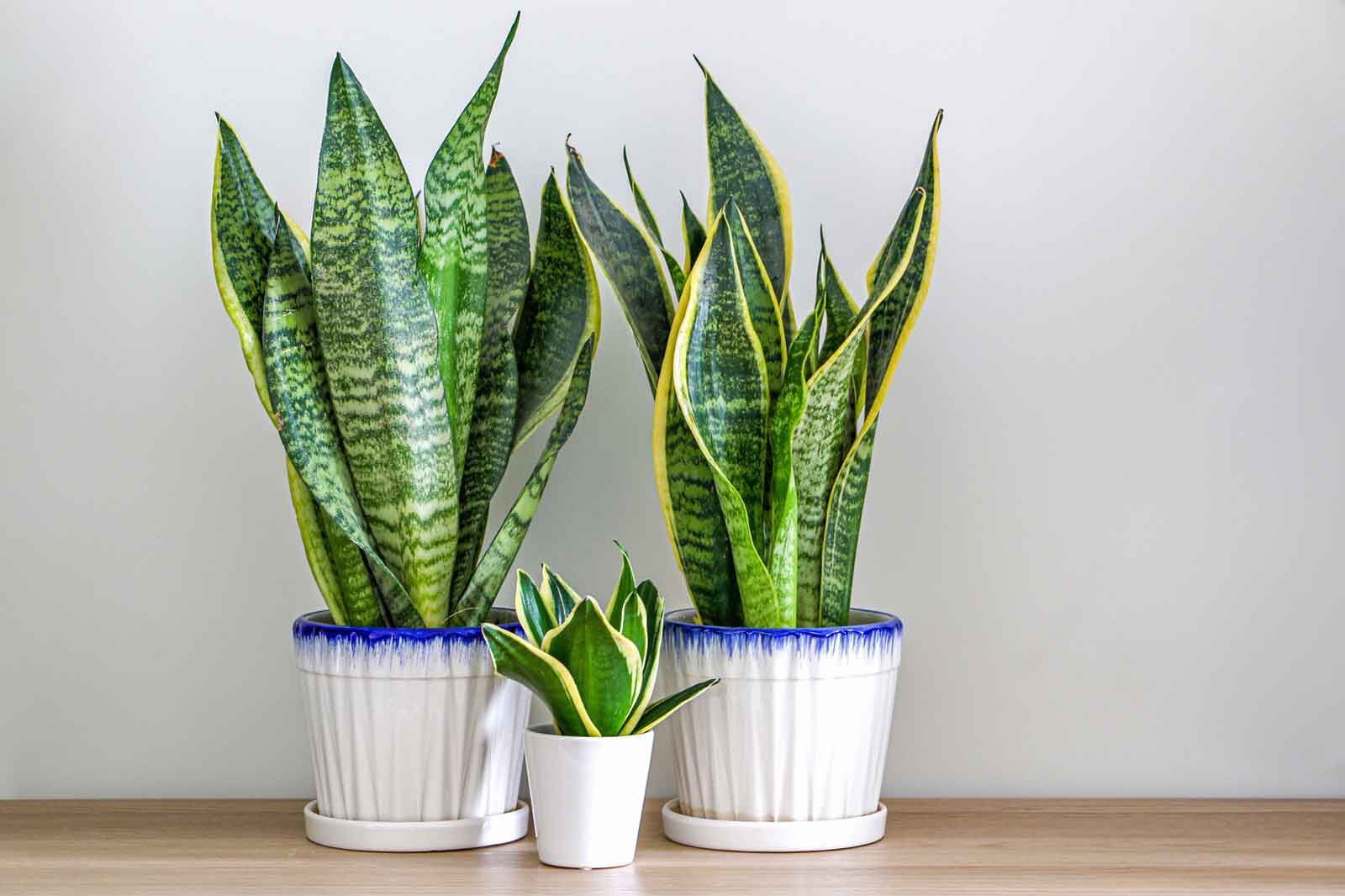 Best House Plants | Sansevieria Plant