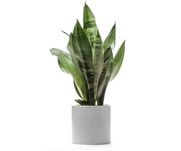 Common House Plants |Sansevieria Houseplant