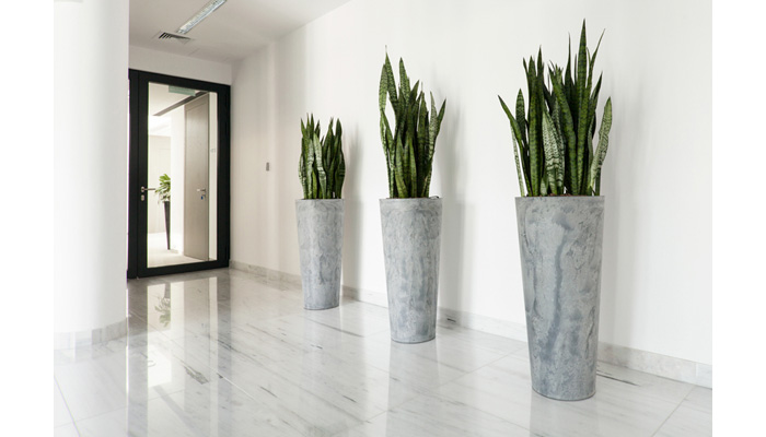 Indoor House Plants | Snake Plant Care