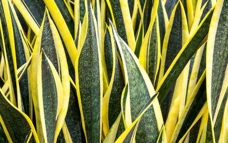 Care of Sanseveria Plant | House Plants Flowers