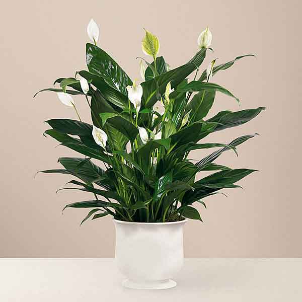 Plants and Flowers Delivered | Peace Lily Plant