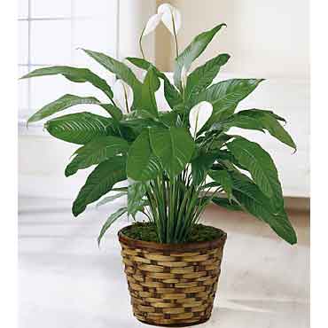 Spathiphyllum Plant in Basket - Plants and Flowers Delivered