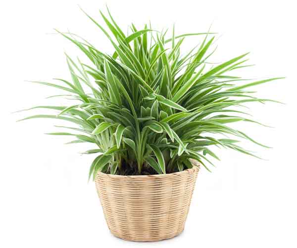 Most Popular Houseplants | Spider Plant Care