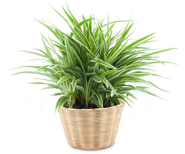 Spider Plant Care | House Plants Flowers