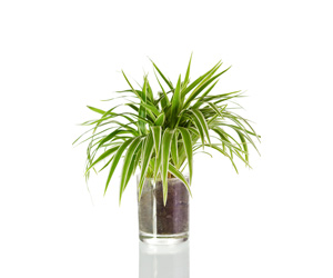 Best House Plants | Spider Plant Care