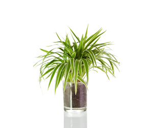 Best Indoor Plants | Spider Plant Care