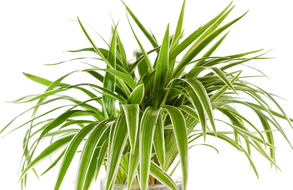 Spider Plant Water Care |  House Plants Flowers