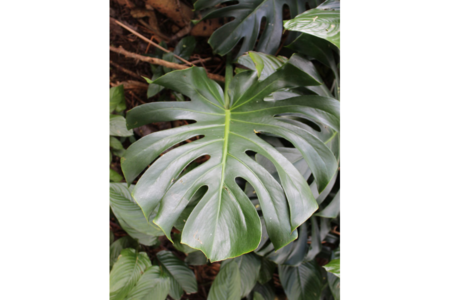 Image of Split Leaf Philodendron - House Plant Pictures