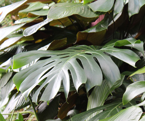 Plant Pictures | Split Leaf Philodendron Plant