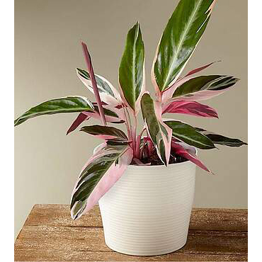 Stromanthe Tricolor House Plant | Flowers Plants Gifts Delivery