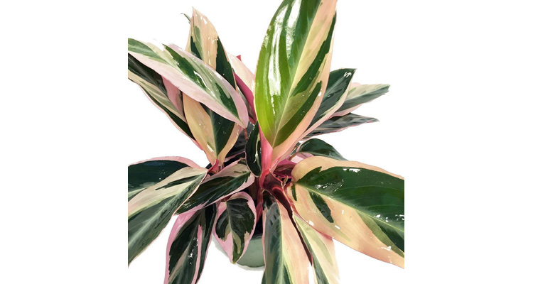 Stromanthe Triostar | Buy Live Plants