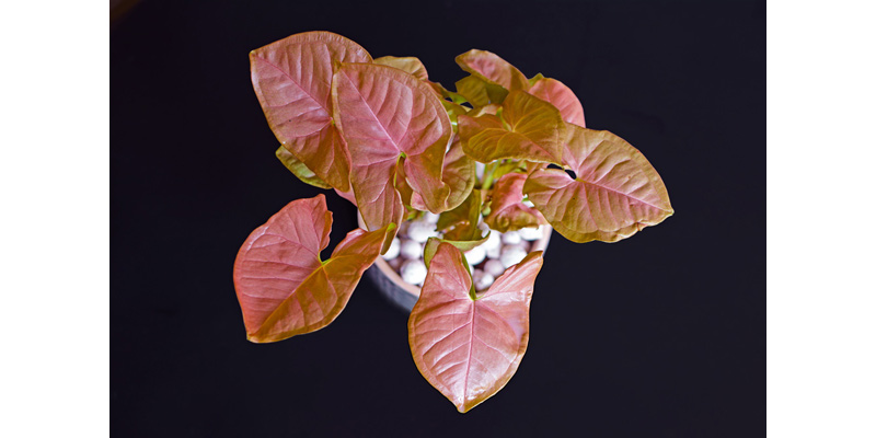 Syngonium Houseplant Care | Indoor Plants