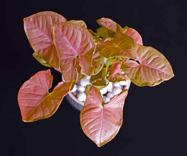 Common House Plants | Syngonium Plant