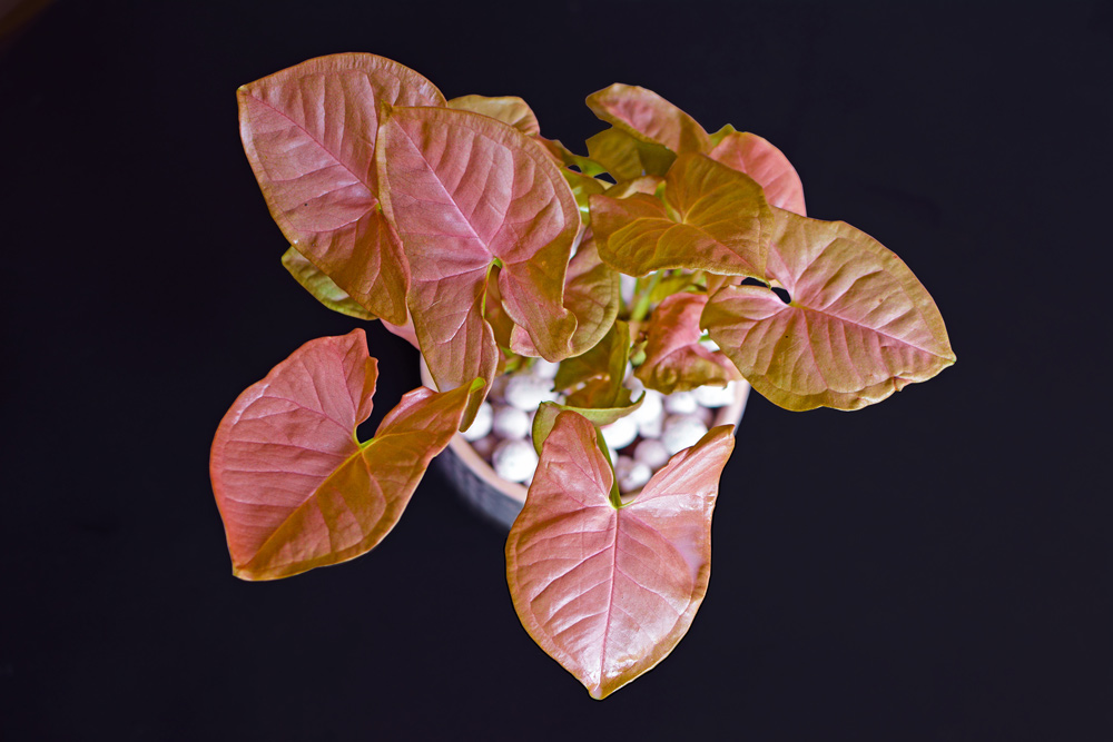 Syngonium Plant Care | Indoor Plants Flowers