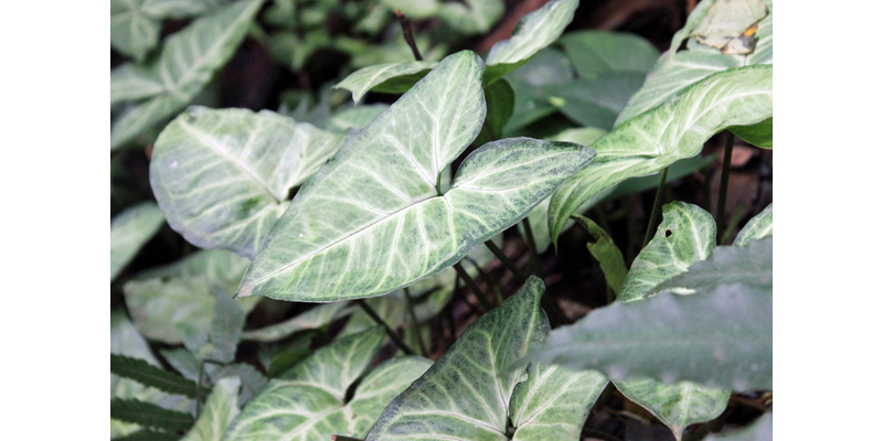 Syngonium Houseplant Care | Indoor Plants