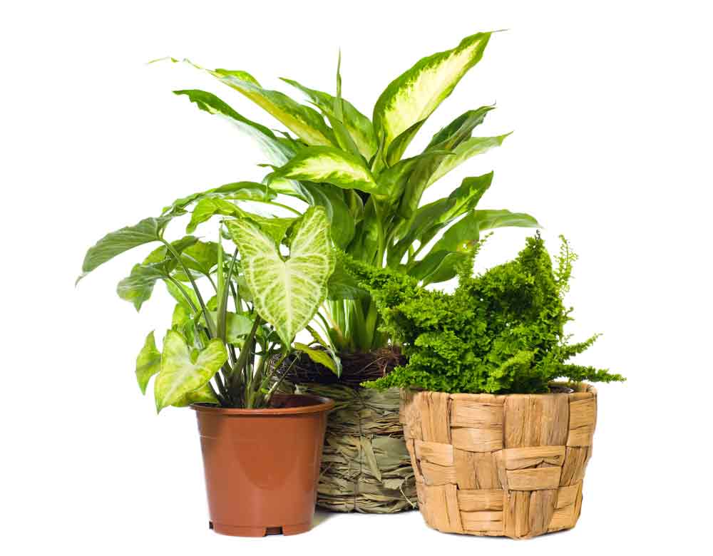 Indoor Plant Flower Care | Houseplants Flowers