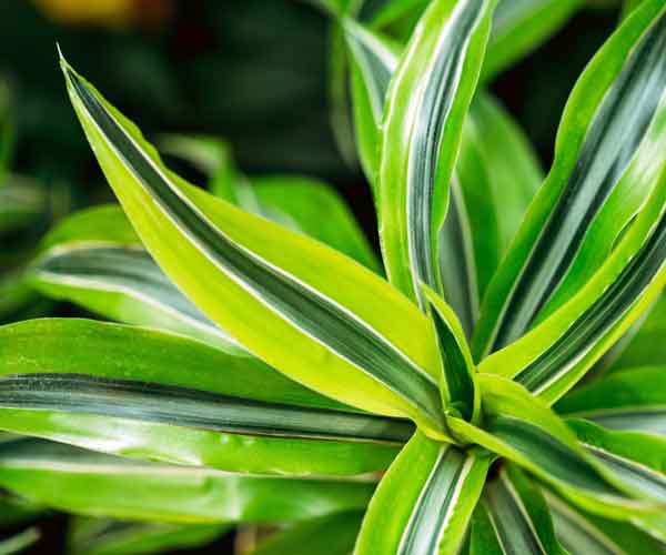 Common House Plants | Dracaena Warneckii Plant
