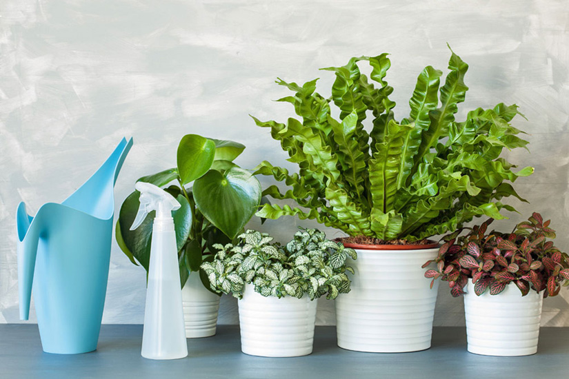 Watering Indoor Plants | Care of Houseplants and Flowers