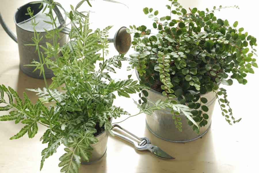 Watering Interior Plants | House Plants Flowers