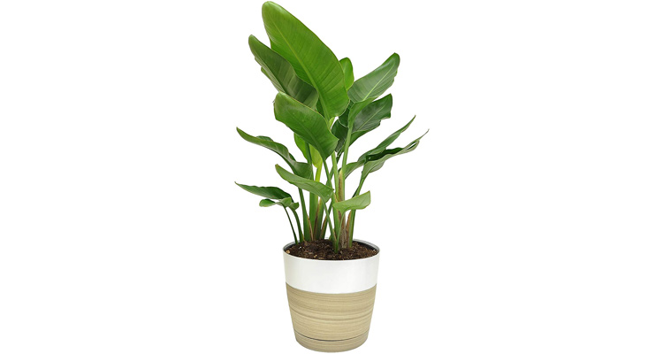 Buy Live Plants | White Bird of Paradise Strelitzia Nicolai