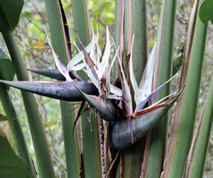 White Bird of Paradise Plant Flowering Picture | Plant Flower Pictures