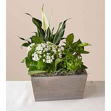 Flowers and Plants Delivered - Peaceful White Garden
