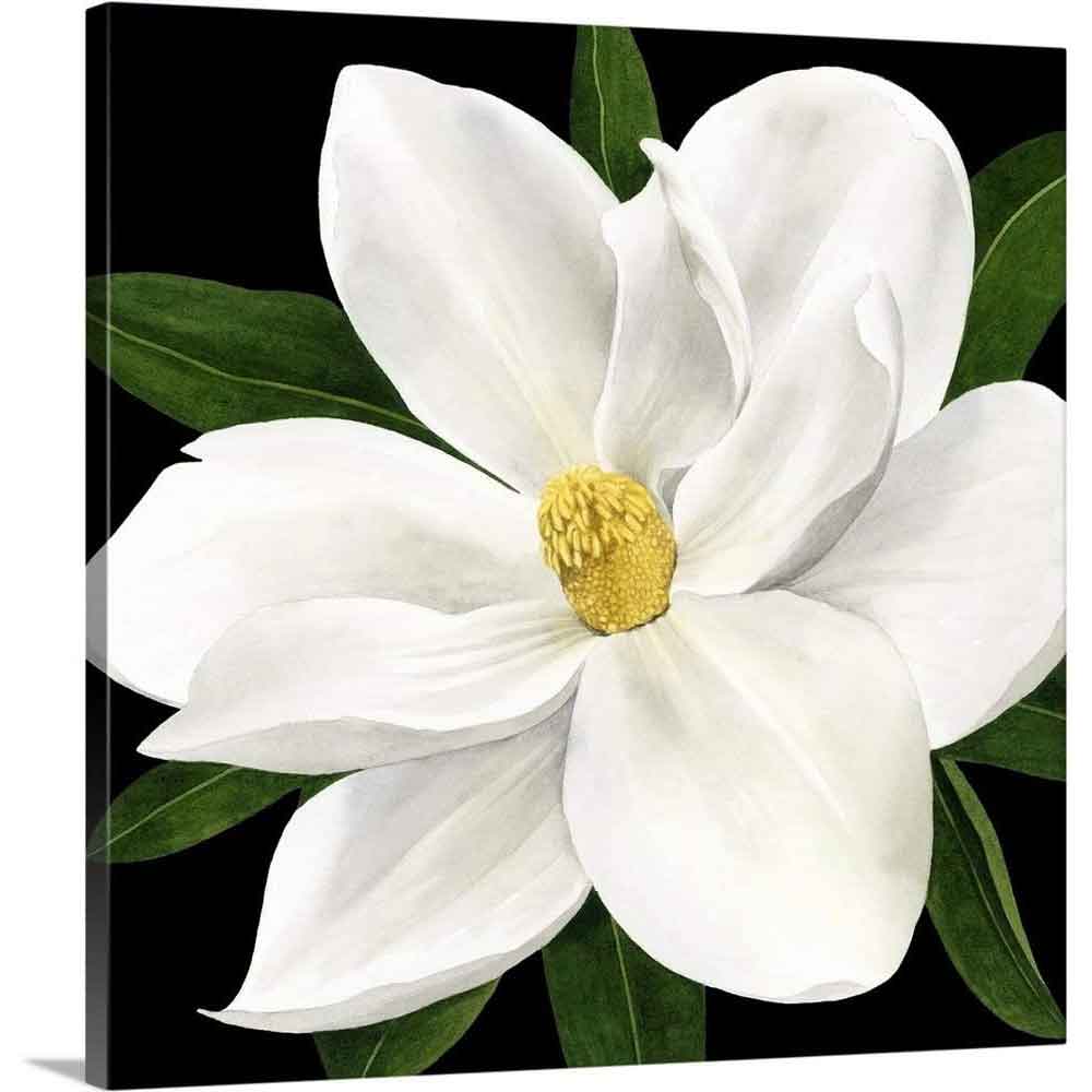 Plant Flower Poster, White Magnolia Flower Canvas Art