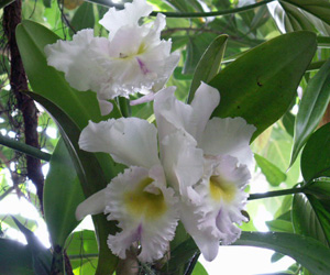 Pictures of Orchids | White Orchid Flowers