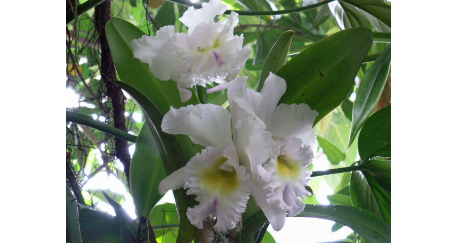 Image White Orchids | Images Plants Flowers