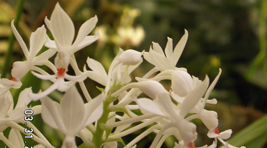 Picture of Miniature White Orchid Flowers