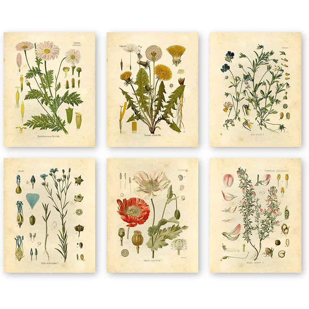 Plant Flower Art | Wildflowers Floral Wall Art