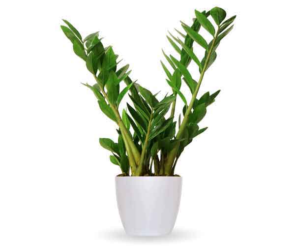 ZZ Plant Picture and Care