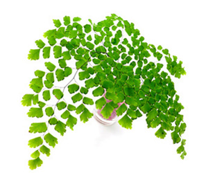 List of House Plants | Adiantum Fern Plant