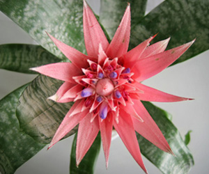 List of House Plants | Aechmea Bromeliad Plant